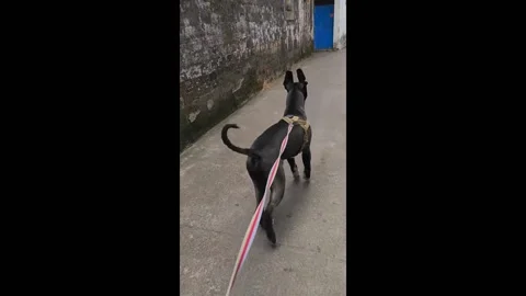 China: Dog hops like a rabbit while on a walk in Zhejiang, China Stock Footage 284731961