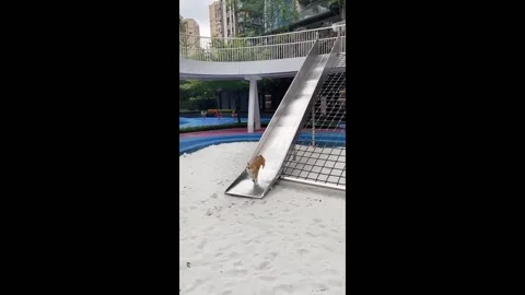 China: Dog Playing a Slide Stock Footage 284933506