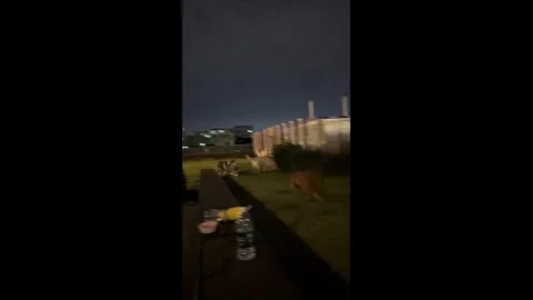 China: Dog tumbles after failed jump while running in Guangdong, China Stock Footage 337620663