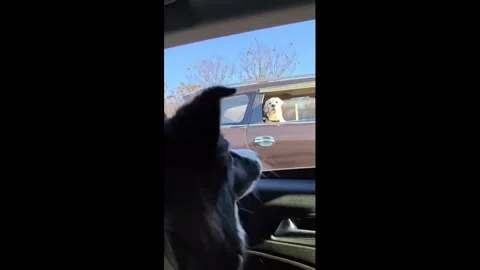 China: Dogs amusingly interact through car window in Hubei, China Stock Footage 328244526