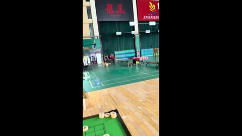 China: Dogs crash into table while chasing frisbee in Shandong, China Stock Footage 331944154