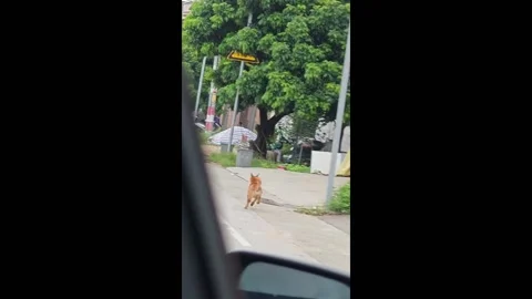 China: Dog's funny run with spread hind legs captured in Guangdong Stock Footage 292865357