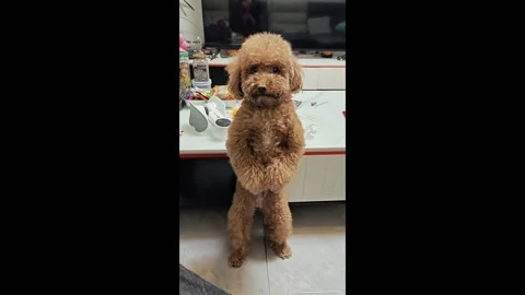 China: Dog's guilty expression while standing captured in Yunnan, China Stock Footage 294157934