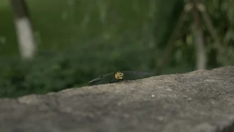 China Dragon Fly Stock Footage 93356202