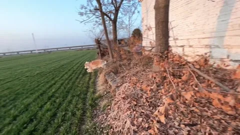 China: Dramatic dog flees cat's attack Stock Footage 276531040