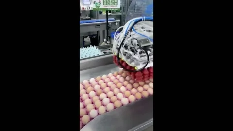 China: Efficient egg processing at factory in China Stock Footage 292644199