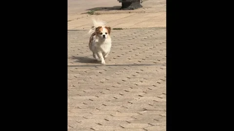 China: An Elegant Dog Video stock 281200757