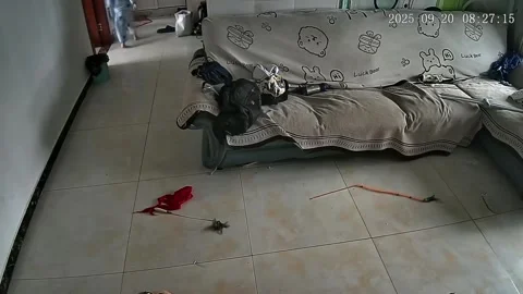 China: Energetic cat knocks child off balance in Jiangsu, China Stock Footage 320755085