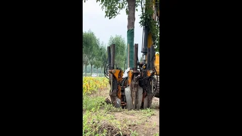 China: Excavator transplants tree without damaging roots in Shandong, Chi... Stock Footage 320620934