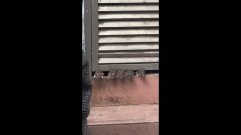 China: Five little mice line up under a shutter in China Stock Footage 280491770