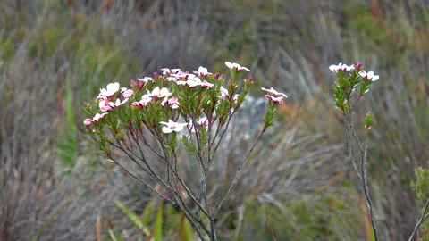 China Flower Video stock 322735476