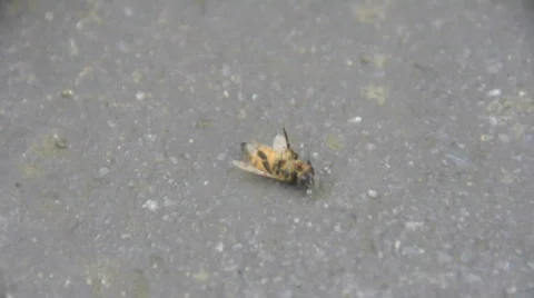 China Stock Footage 698203