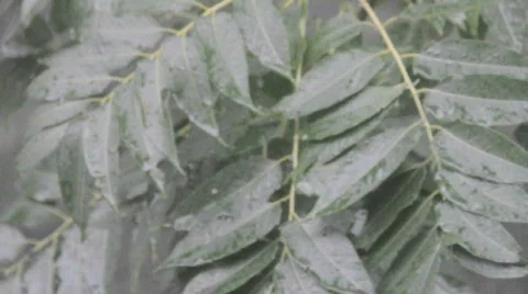 China Stock Footage 698221