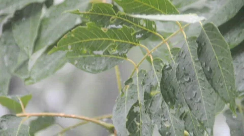 China Stock Footage 698222