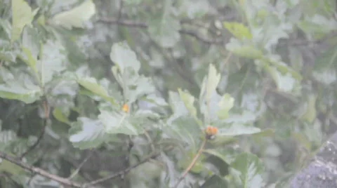 China Stock Footage 698223