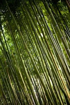 Like a China forest in Spring Stock Photos