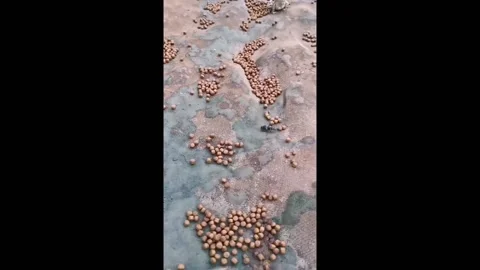 China: The frogs tried to attack the beetle Vidéo 276309991