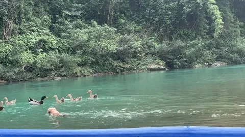 China: Funny dog chasing ducks in Hunan, China Stock Footage 320911621