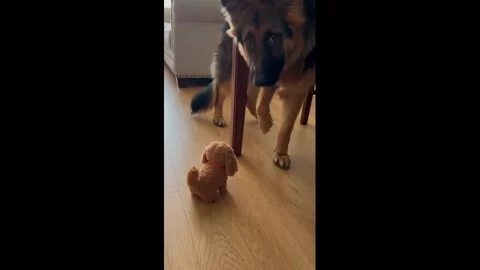 China: German Shepherd startled by spinning dog toy in Beijing, China Stock Footage 344435795