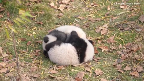 China: Giant panda cubs seen enjoying boisterous playtime Stock Footage 324874350