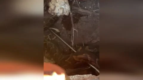 China: Giant Python Protects Eggs in Fujian Farmhouse: Rescue Operation Ensu... Vídeo Stock 282371601
