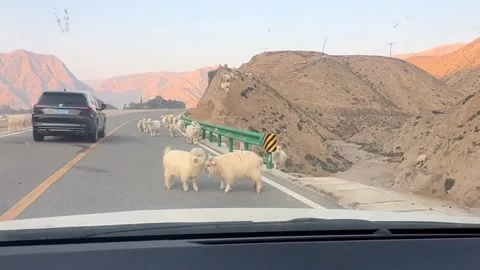 China: Goats block traffic as two Angora goats fight on a mountain road i... Stock Footage 320653066