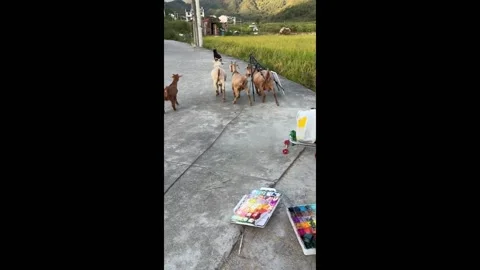 China: Goats devour paint left outside in Jiangxi Province, China Stock Footage 287333326