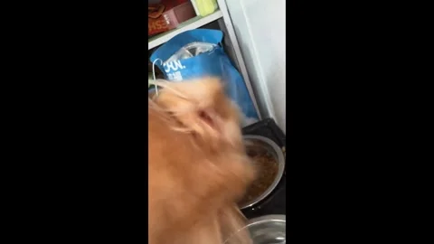 China: Golden retriever eagerly devours Chunfu dog food in Henan, China Stock Footage 320573359