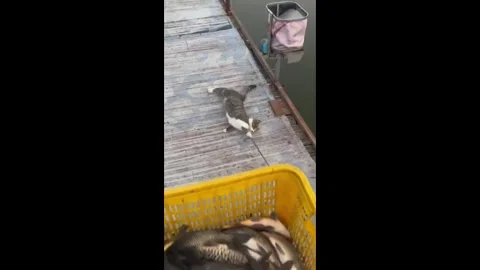China: Greedy cat refuses to let go of fish basket in Chinese fishing par... Stock-Footage 323896384