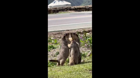 China: Groundhogs face off beside roadside in Xinjiang, China Stock Footage 340394321