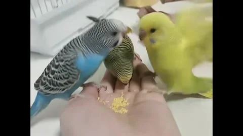 China: Hungry parakeets squabble over food in Heilongjiang, China 動画素材 321118402