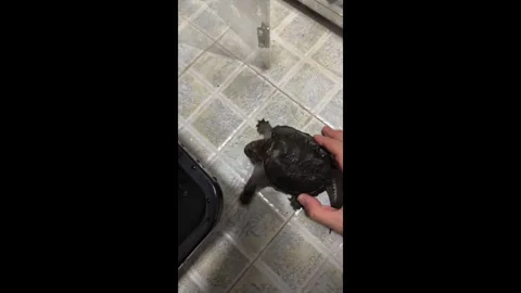 China: Juvenile snapping turtle shows its fierce side in Shanghai, China Video stock 320613603