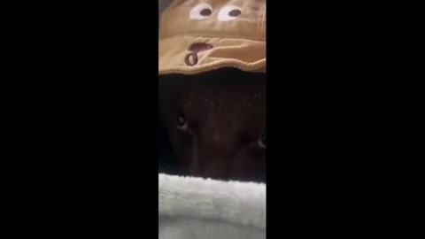 China: The keeper puts the little bear inside the pocket Stock Footage 282887646