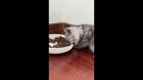 China: Kitten devours food in China Stock Footage 289243322