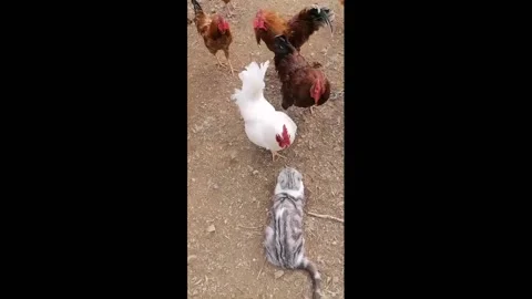 China: A Kitty Was Harassed By A Rooster Stock Footage 282887777
