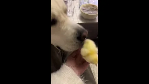 China: Labrador gently licks tiny chick in adorable moment in Hebei, Chin... Stock Footage 321679397