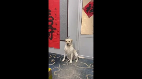 China: Labrador gets jealous of parrots in China Stock Footage 336522881