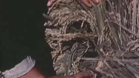 China Leaps Forward.Production Development 1958. (197) Stock Footage 237575337