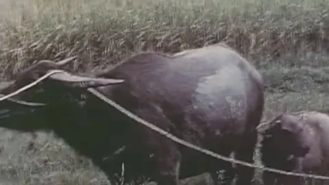 China Leaps Forward.Production Development 1958. (258) Stock Footage 237576523