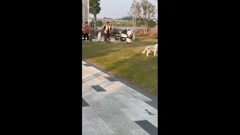 China: Leash Gone Wrong Stock Footage 322088193