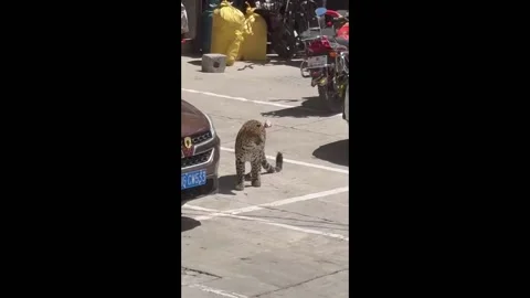 China: Leopard spotted on the streets in Sichuan Province Stock Footage 283686183