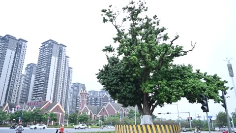 China: Lychee Ancient Tree Protection in Nanning Stock Footage 276486182