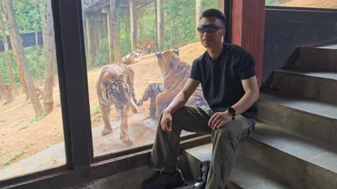 China: Man startled as tiger approaches glass at zoo in Yunnan, China Stock Footage 336705986