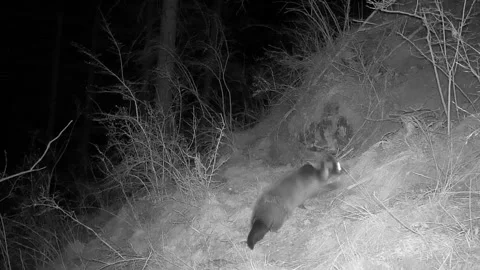 China: Masked palm civet caught on camera in northwest China's Qinghai Stock Footage 337565407