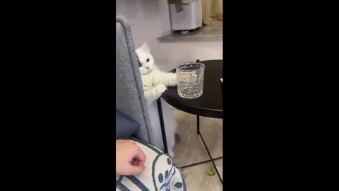 China: Mischievous cat tries to knock over a glass in Sichuan, China Stock Footage 326076904
