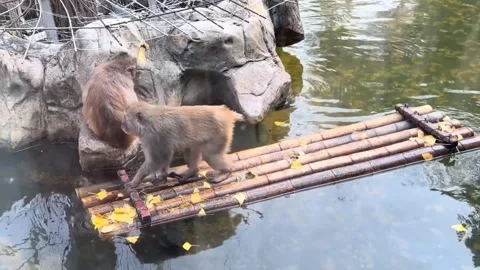 China: A monkey in China paddled over to comfort an isolated companion at... Stock Footage 332454021