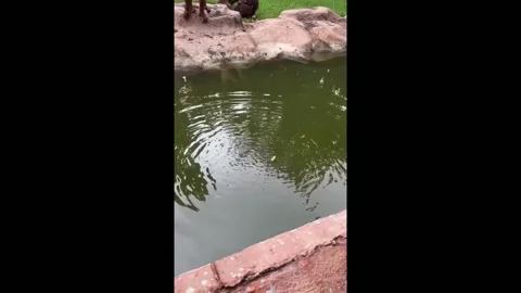 China: Monkey claps after banana toss fails 動画素材 288555260