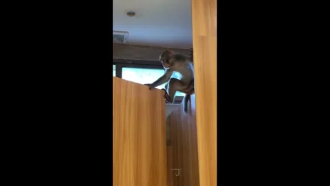 China: Monkey leaves restroom through a window in Guizhou, China Stock Footage 344152555