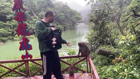 China: Monkey playfully asks for a spank in Guangxi, China Stock Footage 321758111