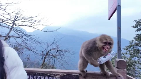 China: Monkey steals bottled water during photo moment in Fujian, China Stock Footage 329500583